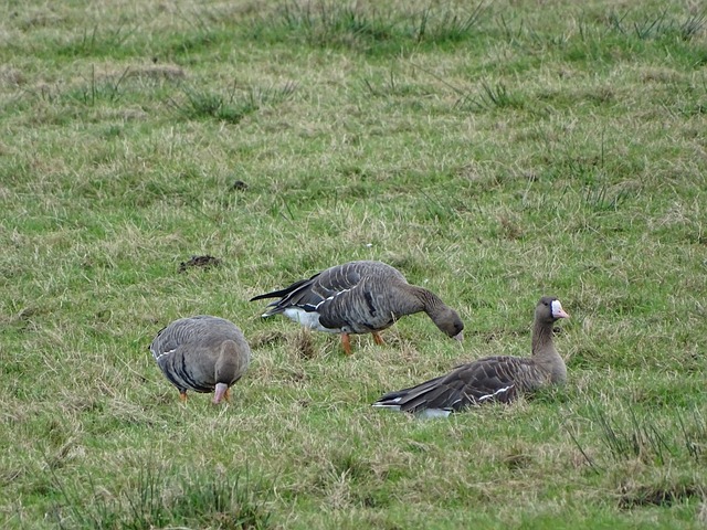 中反败为胜 中反败为胜